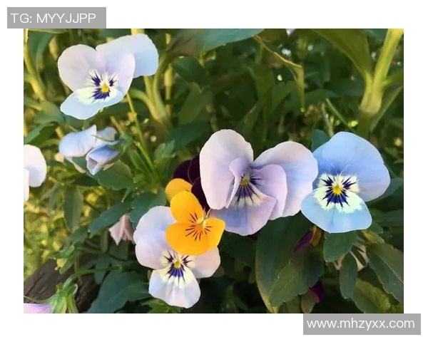 乱花渐欲迷人眼 足球明星光影背后的荣耀与挑战 乱花渐欲迷人眼 足球明星光影背后的荣耀与挑战